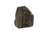 Triceratops Shed Tooth - Montana #93137-1